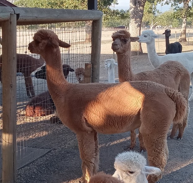 Bella in front, Lilli behind her